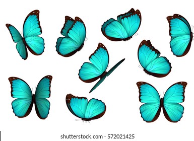 Set blue butterfly  isolated butterflies  Insects Lepidoptera Morpho amathonte Vector illustration