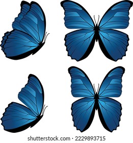 Set of blue butterfly (Morpho didius)