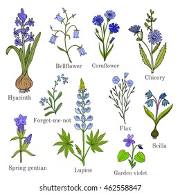 Set of blue flowers plants - bellflower, cornflower, chicory, flax, scilla, lupine, forget-me-not, violet, hyacinth, spring gentian. Hand drawn botanical vector illustration