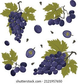 Set of blue grapes with bunches, individual berries, seeds and leaves. Vector illustration in a flat style.