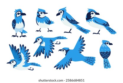 Set of blue jay bird with various pose collection, Wild animals, avian, birds concept, contain perched, flying, cartoon style, isolated on white background, flat vector illustration.