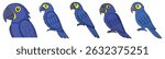 Set of Blue Macaw Parrots vector illustration