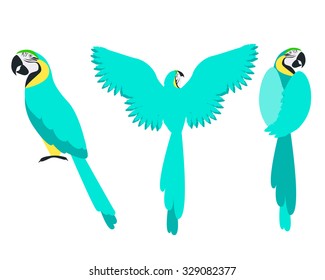 Set of blue parrot isolated on a white background. Vector illustration