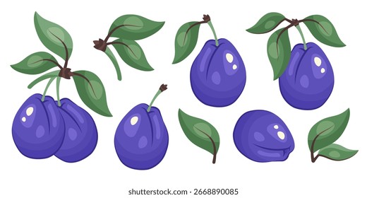 Satz blauer Pflaumen einzeln. Sammlung von ganzen Pflaumen mit grünen Zweigen und Blättern. Botanische Vorlage für Verpackung, Design, Druck, frische Bio-Lebensmittel Clipart, Öko-Produkt-Branding. Vektorgrafik