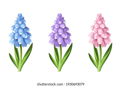 Set of blue, purple and pink grape hyacinth flowers isolated on a white background. Vector illustration.