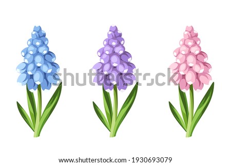 Similar – Image, Stock Photo Grape hyacinth flower