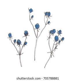 Set of Blue Sea Holly branches. Vector hand drawn botanical illustration with steppe grass isolated on white