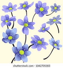 
Set of blue spring flowers.may flowers