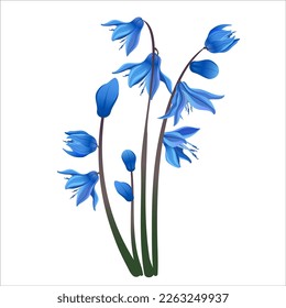 Set of blue spring squill leaf and stem vector flowers, symbol of spring and spring holidays