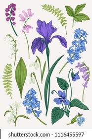 Set with blue spring and summer flowers. Botanical vector illustration. Vintage. Colorful.