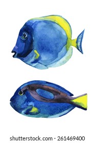 Set of blue tang fishes isolated on white background. Vector illustration