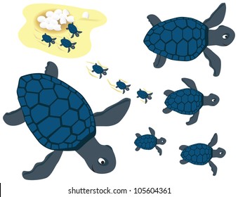 Set of blue turtles illustrations, from eggs to adults, and in various swimming positions