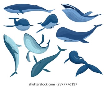 Set of blue whale, aquatic mammals. Awesome marine animals. Cartoon vector graphics. Isolated drawing illustration on white background