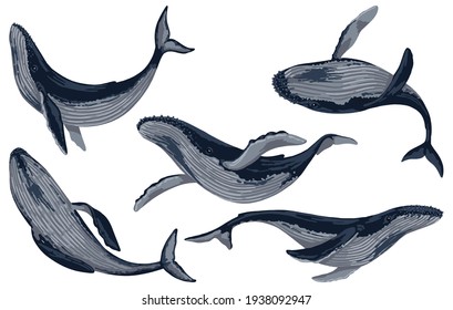 Set of blue whales. Hand drawn vector illustration. Ocean mammal animals collection. Beautiful underwater fauna. Cartoon drawings isolated on white. Cliparts for design, print, sticker, decor, card.