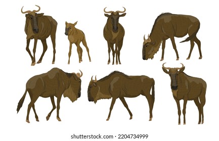 Set of blue wildebeest. African herbivore Wildebeest gnu in different poses. Realistic vector animals