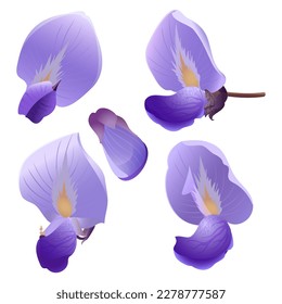 Set of blue wisteria flowers and petals for spring festive for holidays and wallpaper design, cards, wrapping paper, fabric