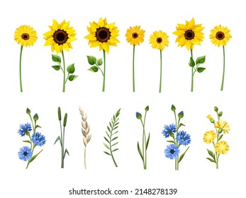 Set of blue and yellow sunflowers, gerbera flowers, cornflowers, dandelion flowers, and herbs isolated on a white background