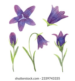 Set with bluebell flower.Painted in a simple watercolor style sketch of botanical herbs.For wedding invitations, cards, banners, packaging.Hand drawn isolated art.