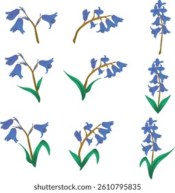 Set of bluebells flower vector . Floral plants with blue blooms.