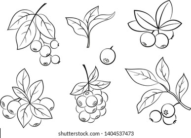 Set of Blueberries Branches, Berries and Leaves, Black Pictograms Isolated on White. Vector