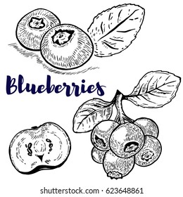 Set of blueberries illustrations on white background. Design elements for logo, label, emblem, sign, poster, menu. Vector illustration