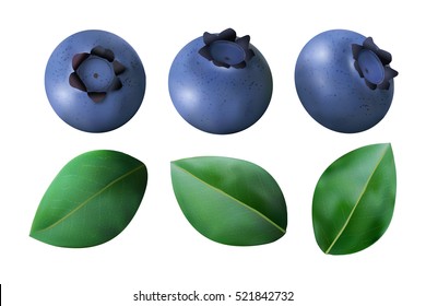 Set of Blueberries and leaves isolated on white background. Realistic Vector illustration