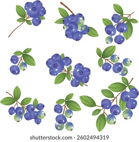 Set of Blueberries with leaves on white background. Set of botanical vector icons of berries, food, sweets. Sprigs of forest blueberries.