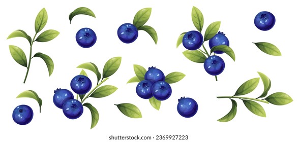 set of blueberries on a white isolated background. Sprigs of forest blueberries. Berries and leaves for decor, stickers, prints, badges.