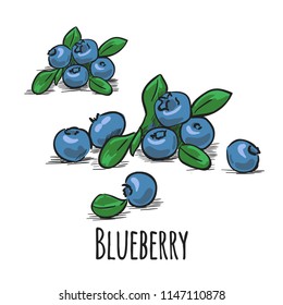 Set of blueberries. Vector hand drawn illustration of berries and leaves isolated on white.