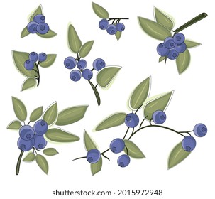 Set with blueberry branches,barries and leaves.Isolated on white backdround.Vector illustration for packaging,menu card,posters,print,wapping paper.