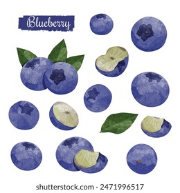 Set of Blueberry Design elements. watercolour style vector illustration.