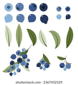 Set of blueberry with leaves. Sprigs of forest blueberries. Vector illustration