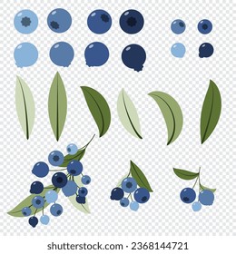 Set of blueberry with leaves. Sprigs of forest blueberries. Vector illustration