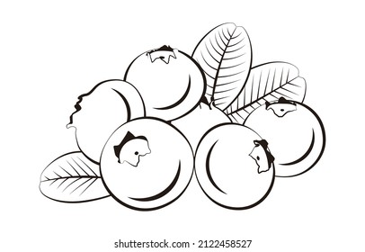 un conjunto de ilustraciones vectoriales de arándano azul
