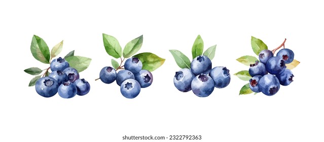 Set of blueberry watercolor isolated on white background. Healthy fruit painting vector illustration