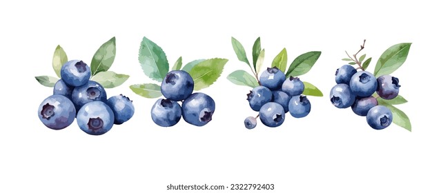 Set of blueberry watercolor isolated on white background. Healthy fruit painting vector illustration
