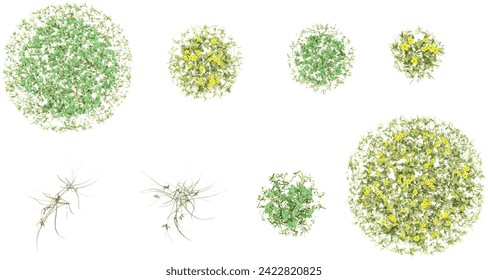 set of Bolboschoenus maritimus,simple grass  rendered from the top view, 3D illustration, for digital composition, illustration, 2D plans, architecture visualization