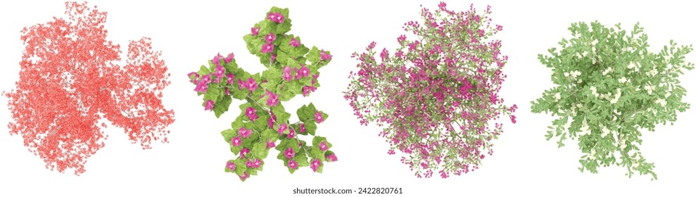 conjunto de plantas de flores de Bombax Cebia, Bougnevilla, Bougnevilla, Brunfelsia Americana representadas desde la vista superior, ilustración 3D, para composición digital, ilustración, planos 2D, visualización de arquitectura