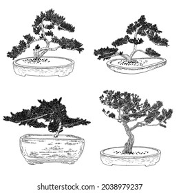 Set of Bonsai Japanese trees growing in pots and containers. Drawing from real trees. Decorative little trees in Bonsai style set, hobby. Vector.