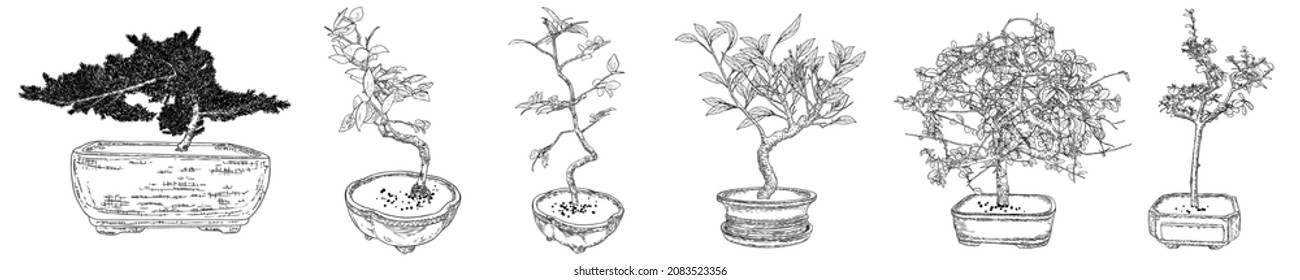 Set of Bonsai Japanese trees growing in pots and containers. Drawing from real trees. Decorative little trees in Bonsai style set, hobby. Vector.