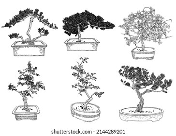 Set of Bonsai Japanese trees growing in pots and containers. Drawing from real trees. Decorative little trees in Bonsai style set, hobby. Vector.