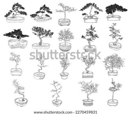 Set of Bonsai Japanese trees growing in pots and containers. Drawing from real trees. Decorative little trees in Bonsai style set, hobby. Vector.