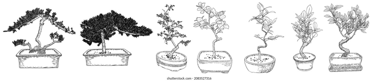 Set of Bonsai Japanese trees grown in the pots. Line art of mini tree plants with twigs and branches illustrations. Vector.