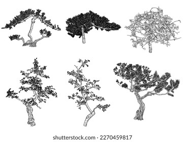 Set von Bonsai Bäumen. Hand gezeichnete schwarz-weiße Pflanzengrafik einzeln auf weißem Hintergrund. Tray Pflanzung von Mini-Baum-Hobby. Sammlung von Bonsai japanischen Bäumen in Containern angebaut. Vektorgrafik.