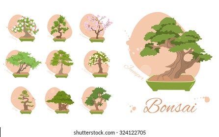 Set bonsai trees: maple, elm juniper, ficus, pine, carmona, azalea, apple tree, sakura, acacia. Vector illustration.