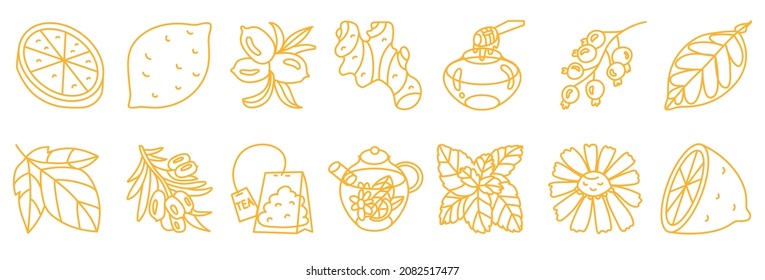 Set with boost immunity system elements. Nature harvest, healthy product, tea ingredient. Alternative medicine. Isolated element. Vector illustration. Use for eco market and healthy food packing.