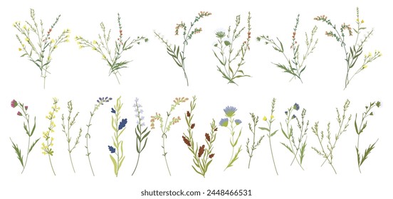 Set botanic blossom wildflowers. Branches, leaves, herbs, wild plants, flowers. Garden, meadow, field elements. Collection leaf, foliage. Bloom floral vector illustration isolated on white background