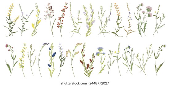 Conjunto de flores silvestres botánicas. Ramas, hojas, hierbas, plantas silvestres, flores. Jardín, prado, Elementos de campo. Hoja de colección, follaje. Ilustración vectorial floral de la flor aislada sobre fondo blanco