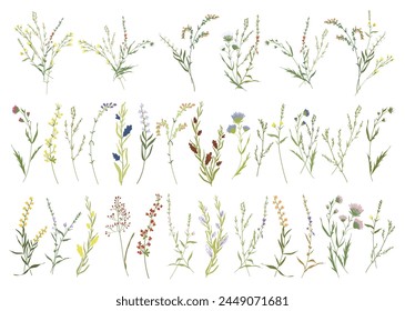 Conjunto de flores silvestres botánicas. Ramas, hojas, hierbas, plantas silvestres, flores. Jardín, prado, Elementos de campo. Hoja de colección, follaje. Ilustración vectorial floral de la flor aislada sobre fondo blanco