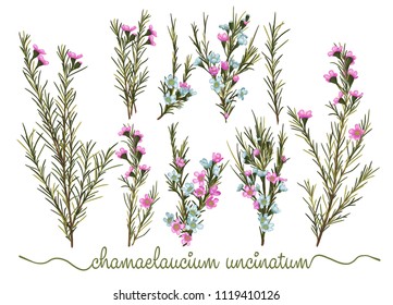 Set of botanic floral elements. Chamaelaucium (waxflower) collection with leaves and flowers, drawing watercolor. Pattern of flowers isolated over white background.
